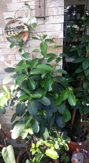 13592161_1131629790237376_4087703401792673889_n