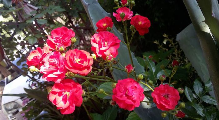 13537514_1131629716904050_9157805436396314565_n