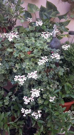 13590326_1131629756904046_8544330227669287584_n