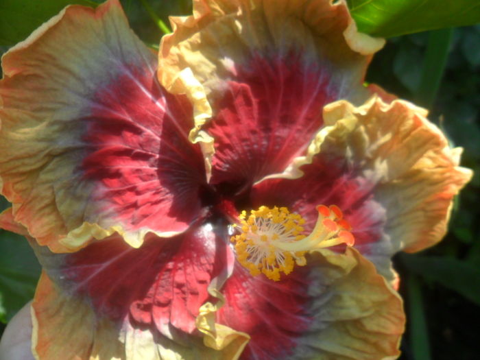 095 - 000-hibiscusi deosebiti