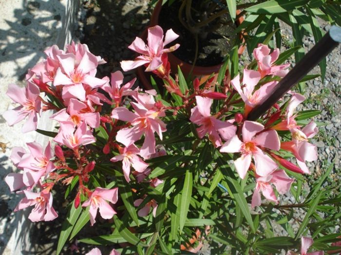 la inceput de iulie (29)