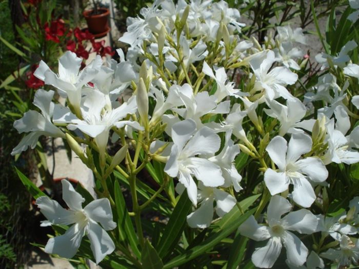 la inceput de iulie (30)