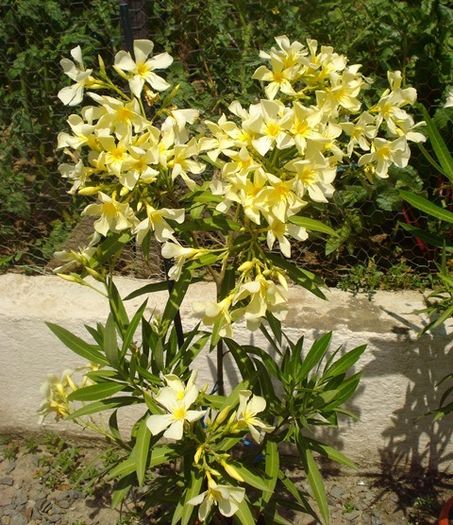 la inceput de iulie (34)