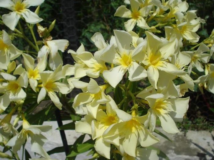 la inceput de iulie (35)