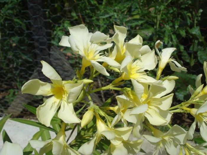 la inceput de iulie (36)