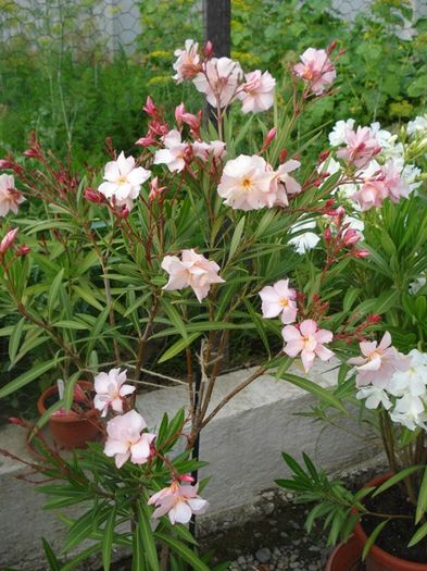 la inceput de iulie (37)