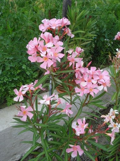 la inceput de iulie (38)