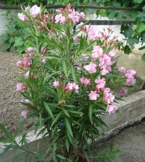 la inceput de iulie (39) - leandru 2016