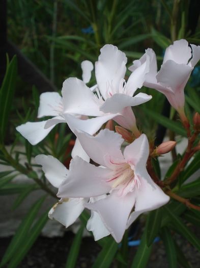 la inceput de iulie (42)