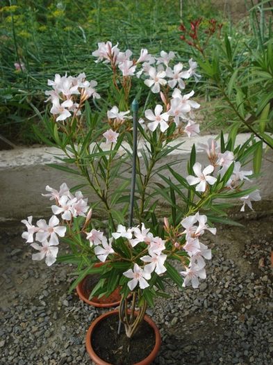 la inceput de iulie (43)