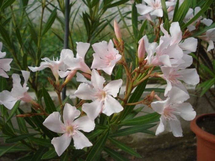 la inceput de iulie (44)