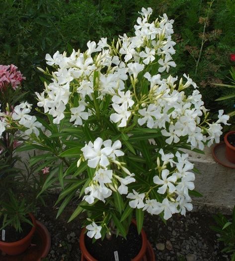 la inceput de iulie (45)