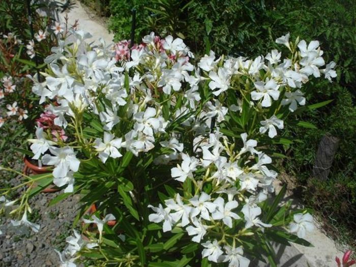 la inceput de iulie (47)