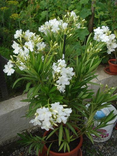 la inceput de iulie (48)