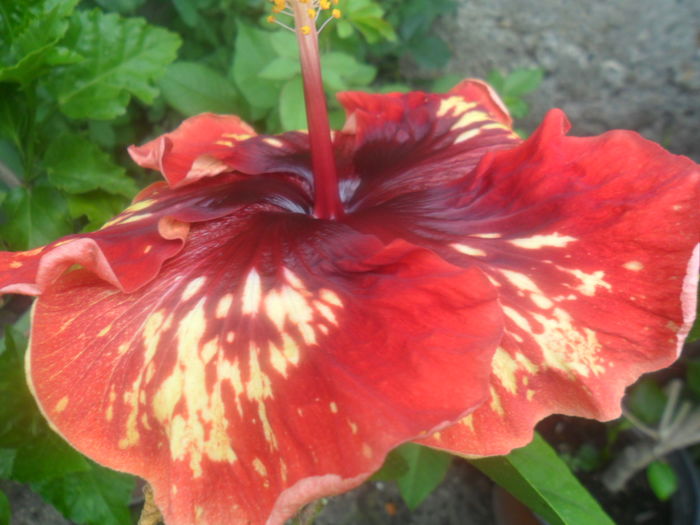 024 - hertbreak hotel -2016