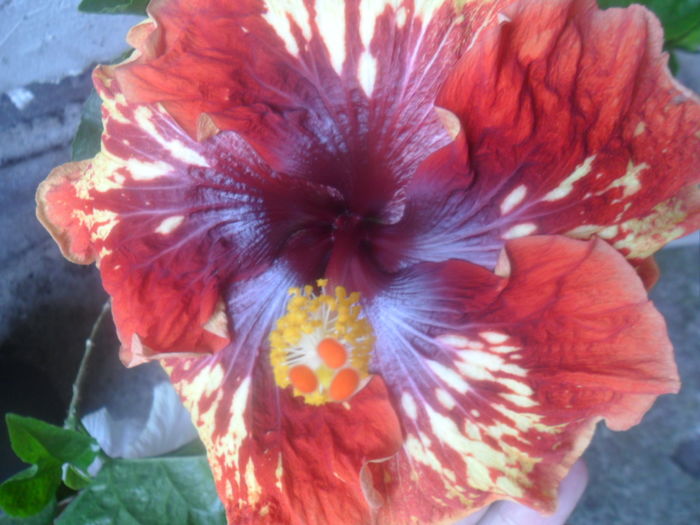 124 - hertbreak hotel -2016