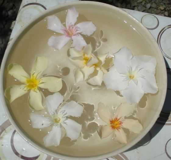 flori albe, galbene si portocalii (1)