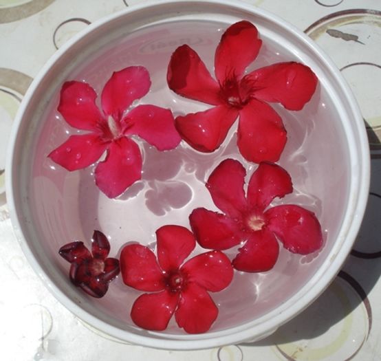 flori rosii (2)