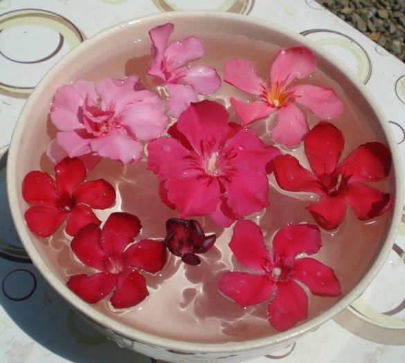 flori roz si rosii (1)