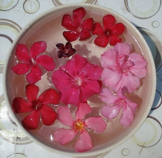 flori roz si rosii (2)