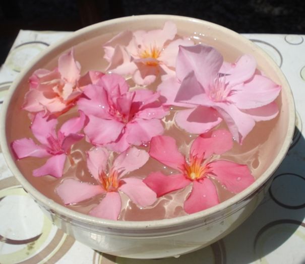 flori roz si somon (2)