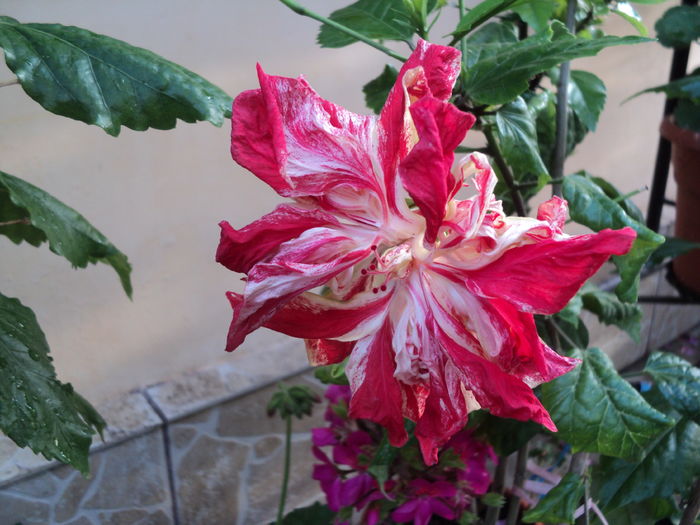 DSC03587 - Hibiscus 2016