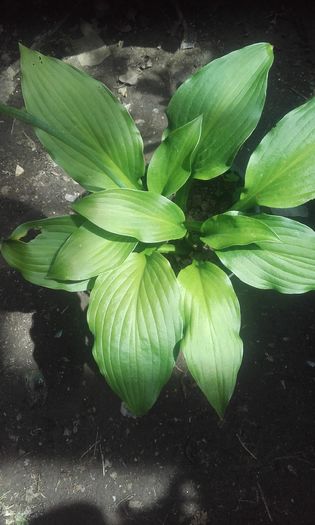 20160702_140517 - hosta