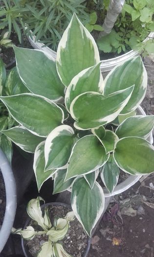 20160702_140457 - hosta