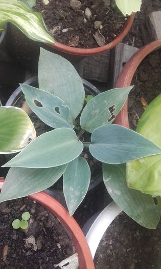 20160702_140440 - hosta