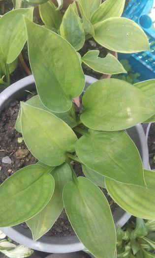 20160702_140434 - hosta