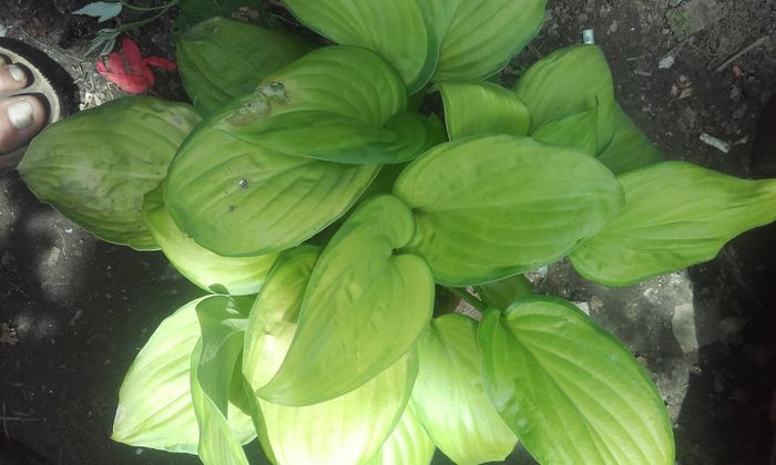 20160702_140410 - hosta