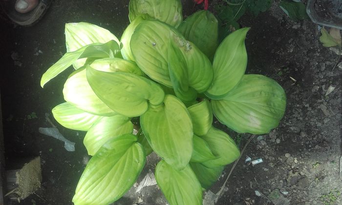 20160702_140404 - hosta