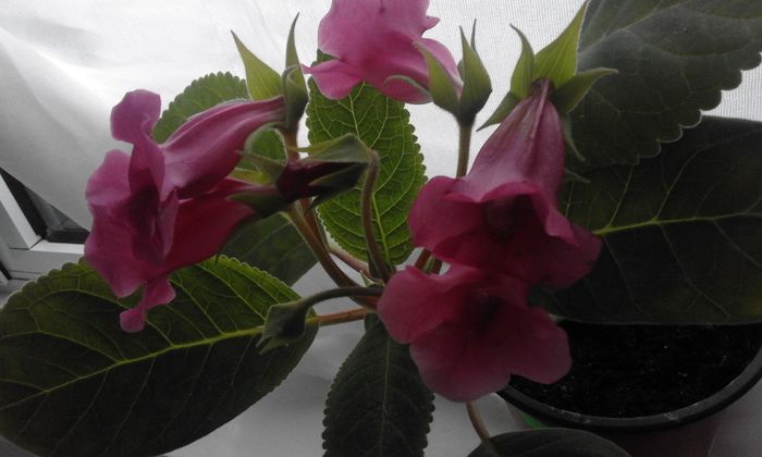 20160702_173144 - Flori 2016