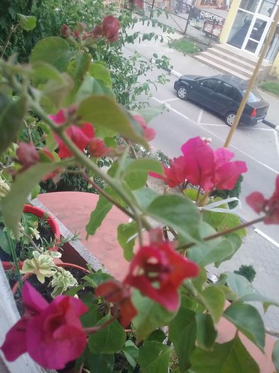 20160702_190310 - Bougainvillea rosie-Don Mario