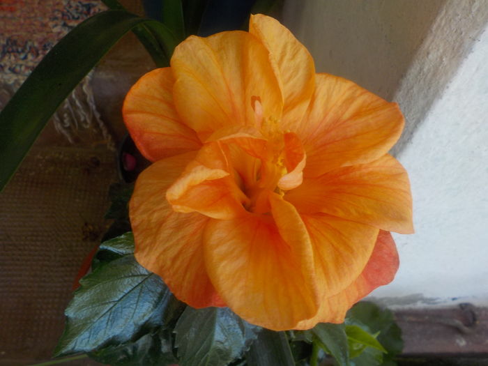 DSCN0502[1] - hibii mei