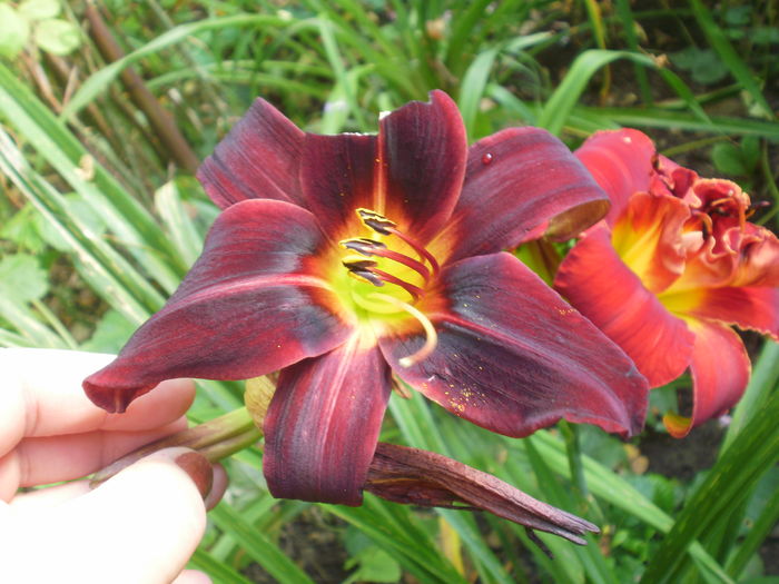  - Hemerocallis