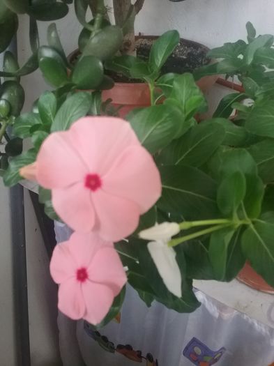 20160702_185814 - Florile mele