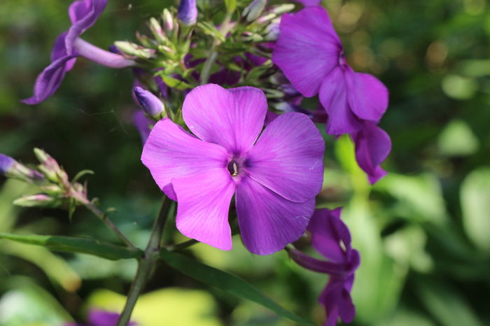 Blue Paradise - Phlox