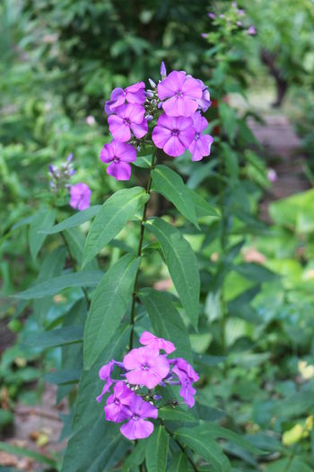 Blue Paradise - Phlox