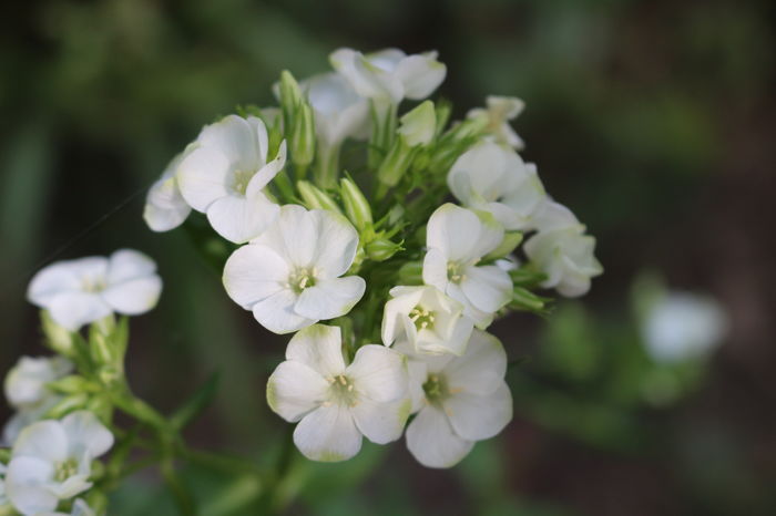 `Jade`