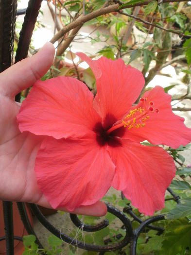 - Plante ghiveci
