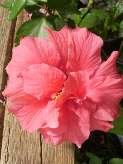  - Plante ghiveci