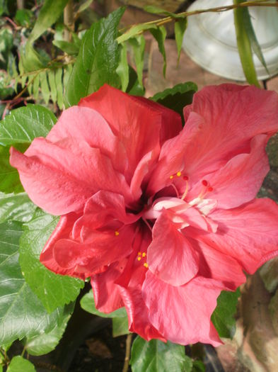  - Plante ghiveci
