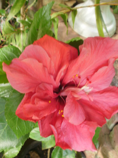  - Plante ghiveci