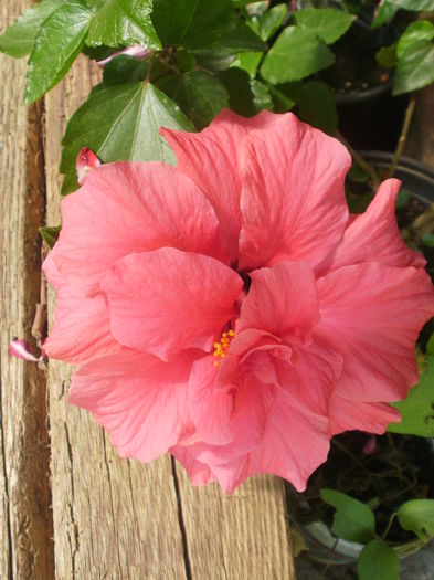  - Plante ghiveci