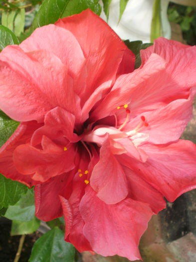  - Plante ghiveci