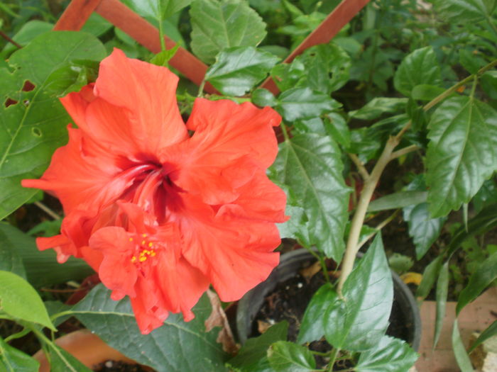  - Plante ghiveci