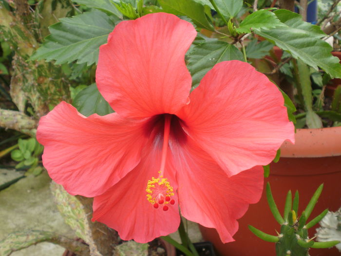  - Plante ghiveci