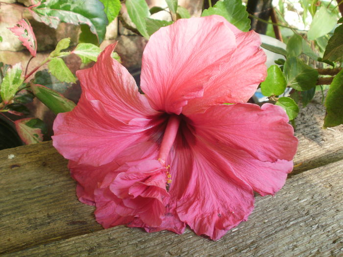  - Plante ghiveci