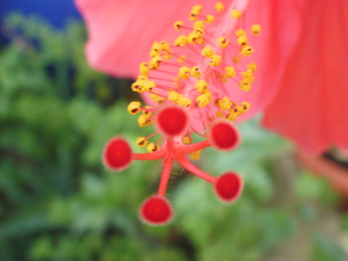 - Plante ghiveci